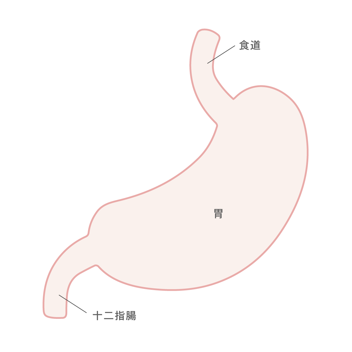 大腸